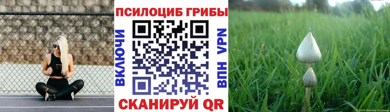 OMG вход  Приморск  Псилоцибиновые грибы мухоморы 
